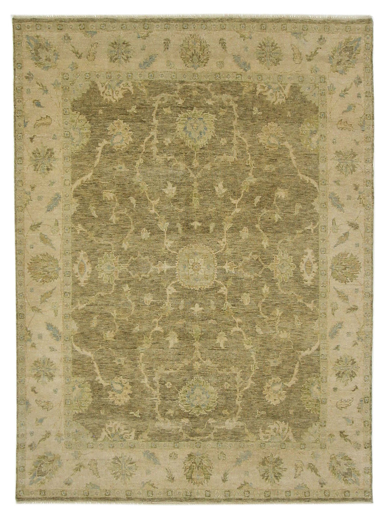 Pacific Angora Chocolate Cream Traditional