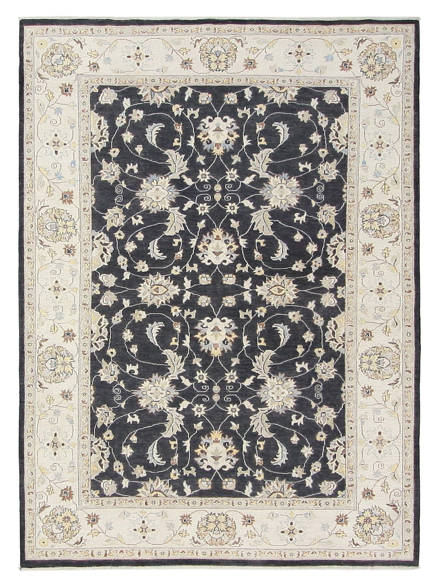 Pacific Ziegler Black Ivory Transitional