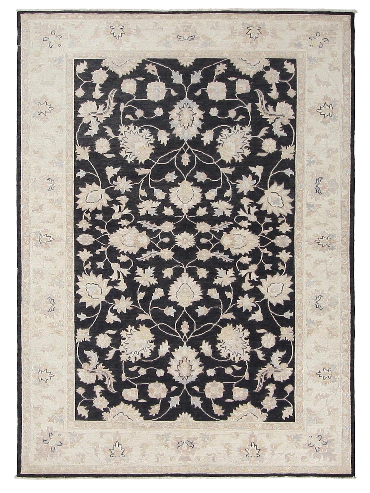 Pacific Ziegler Black Ivory Transitional