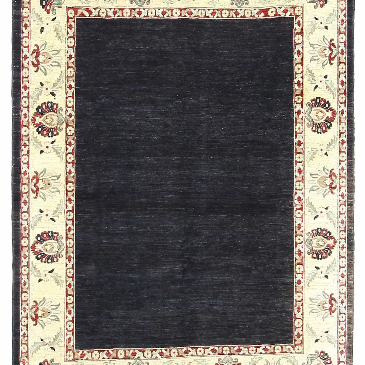 Pacific Ziegler  Black Ivory Transitional