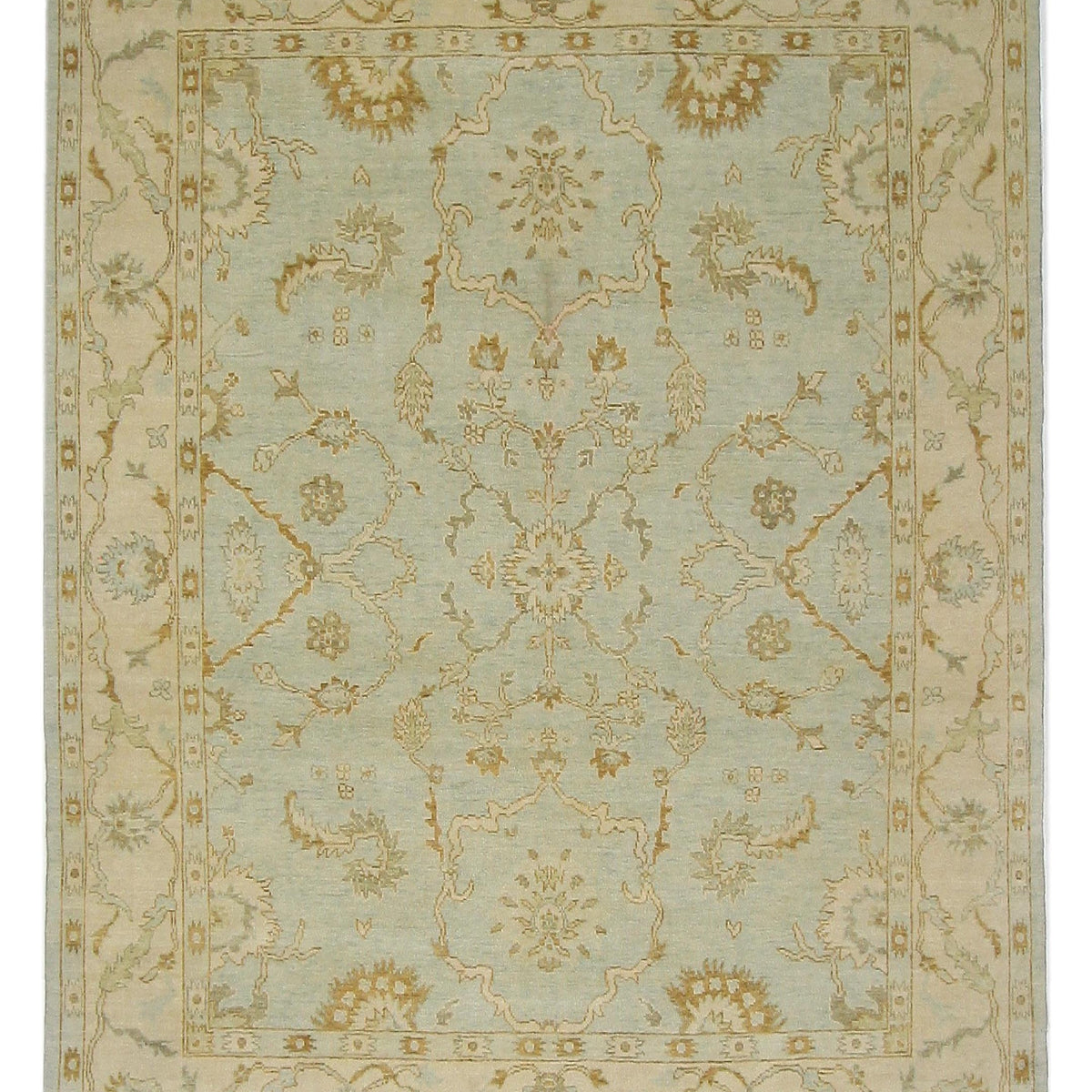 Pacific Angora  Lt.Blue Cream Transitional