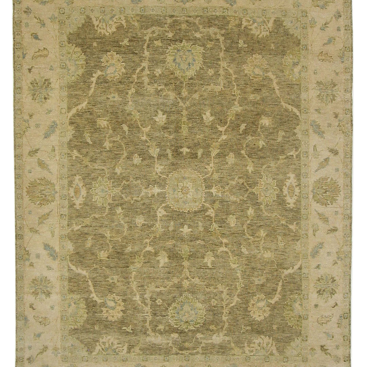 Pacific Angora  Chocolate Cream Traditional