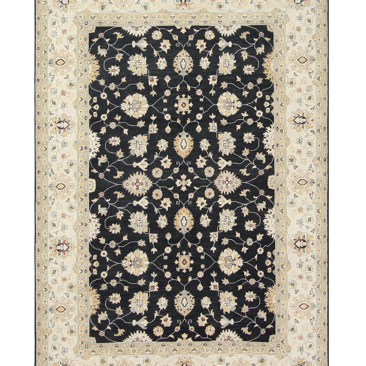 Pacific Ziegler  Black Ivory Transitional