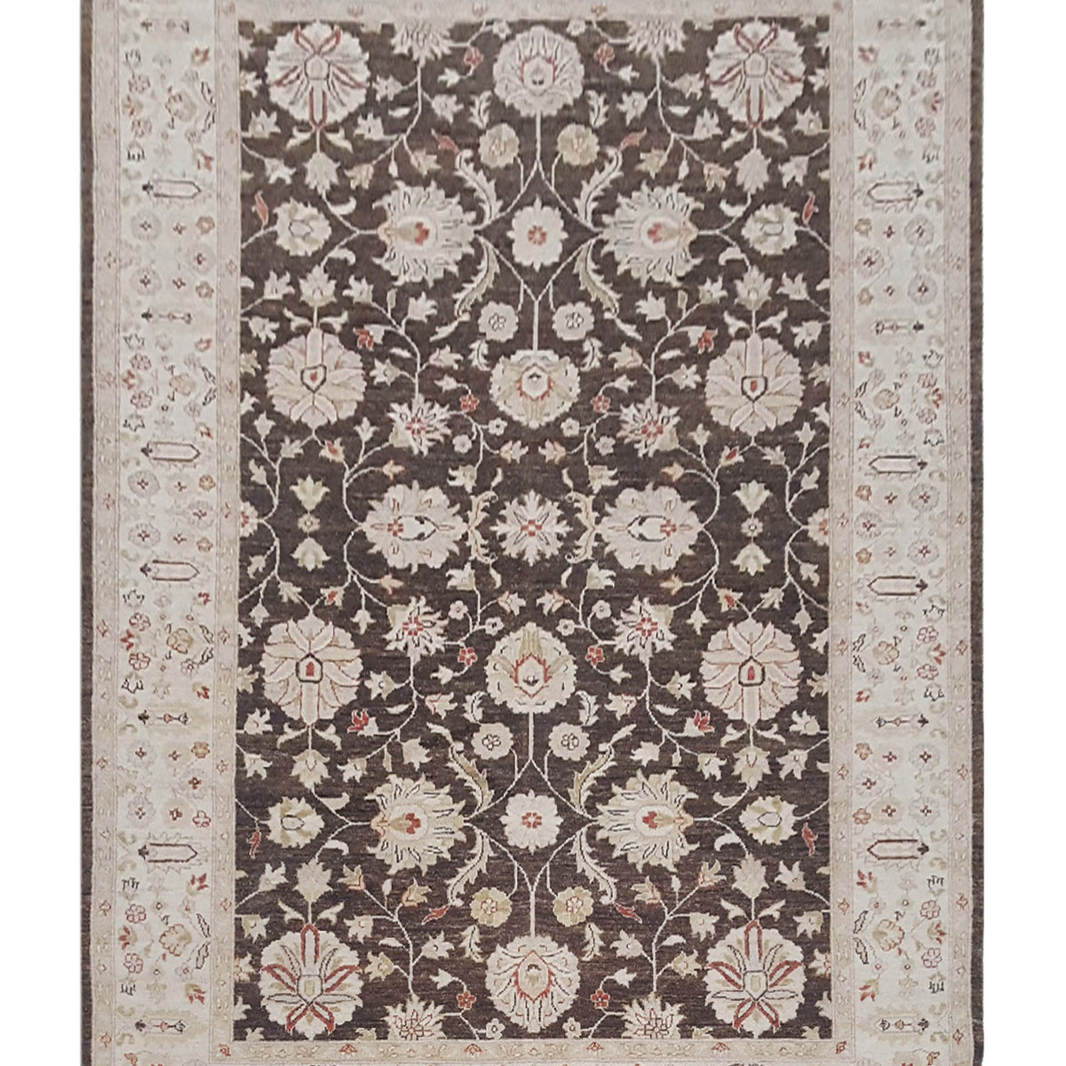 Pacific Ziegler  Brown Ivory Transitional