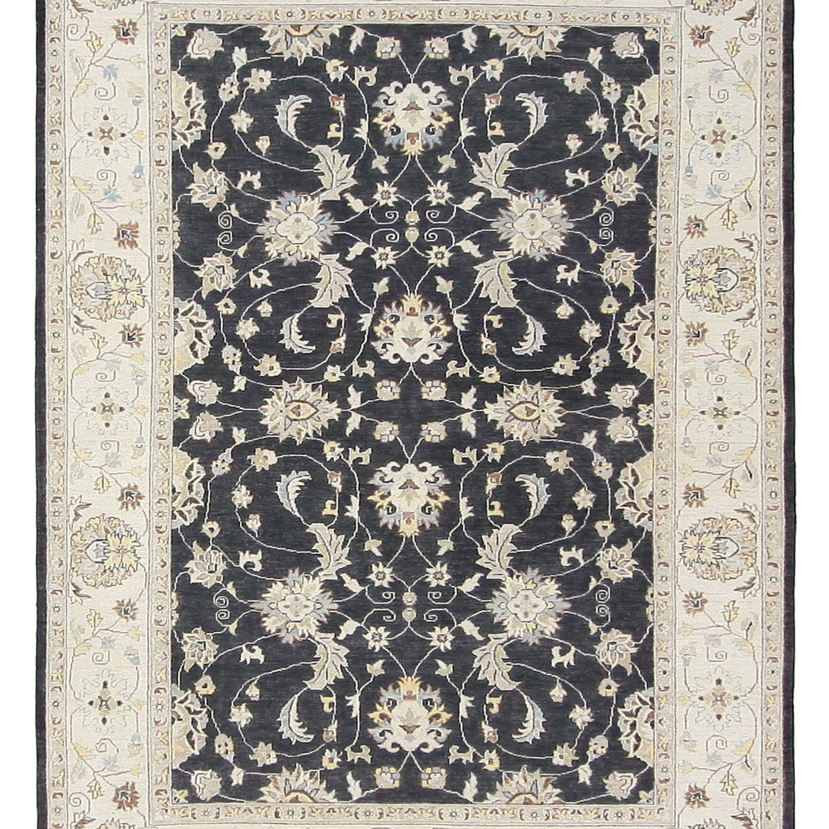 Pacific Ziegler  Black Ivory Transitional