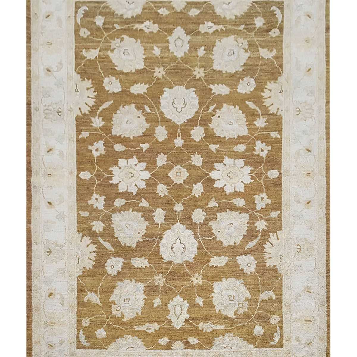 Pacific Ziegler  Brown Ivory Transitional