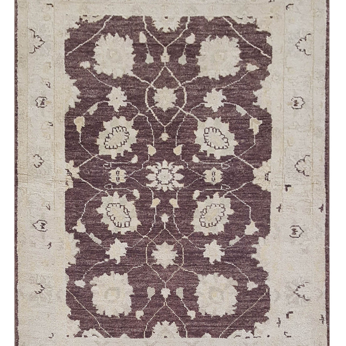 Pacific Ziegler  Brown Ivory Transitional