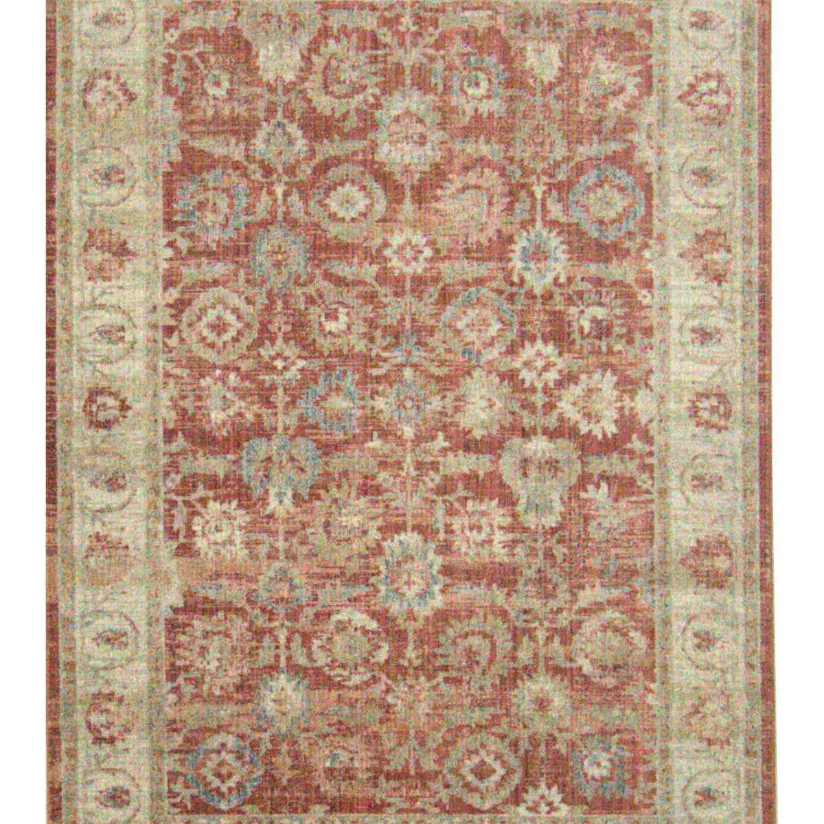 Pacific Cobra  Rust ivory Transitional