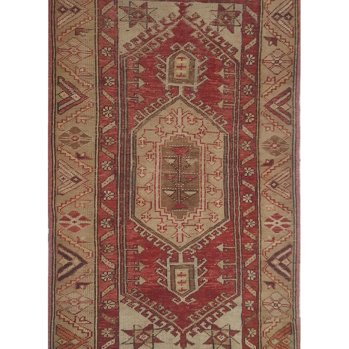 Pacific Anatolia  Red Camel Transitional